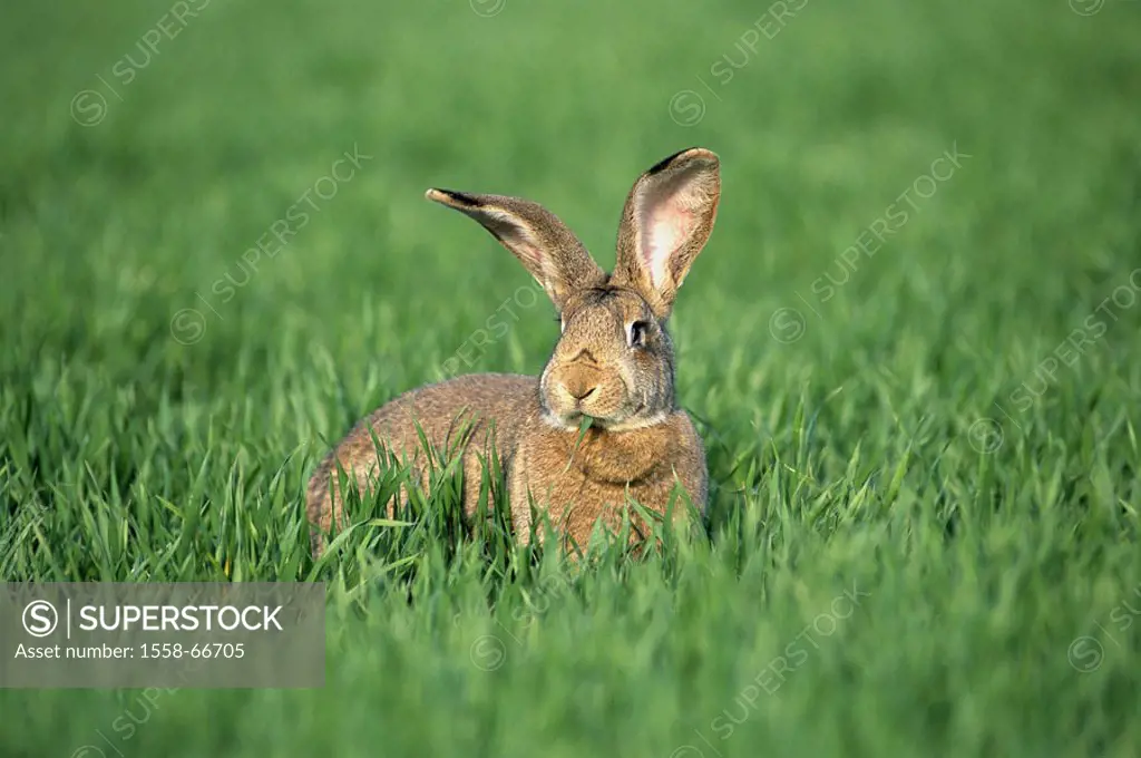 Meadow, hare, grass eat   Animal, mammal, rabbits, rabbit race, race, race rabbits, breeding rabbits, ´German giant´, stall hare, animal husbandry, ap...