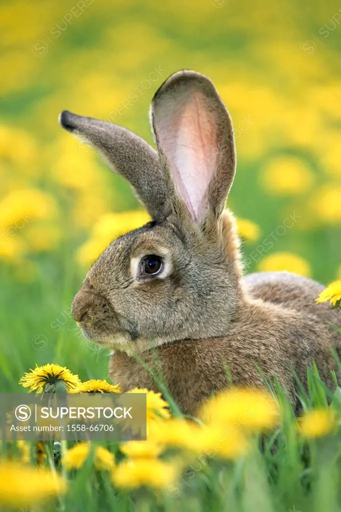 Hare, Löwenzahnwiese,   Meadow, dandelion, spring, animal, mammal, rabbits, rabbit race, race, race rabbits, breeding rabbits, ´German giant´, stall h...