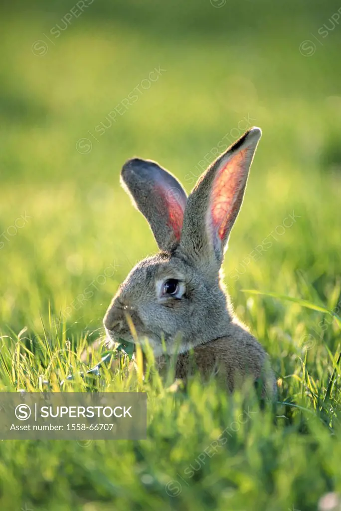 Hare, meadow, dandelion eat   Meadow, grass, dandelion abandoned, animal, mammal, rabbits, rabbit race, race, race rabbits, breeding rabbits, ´German ...