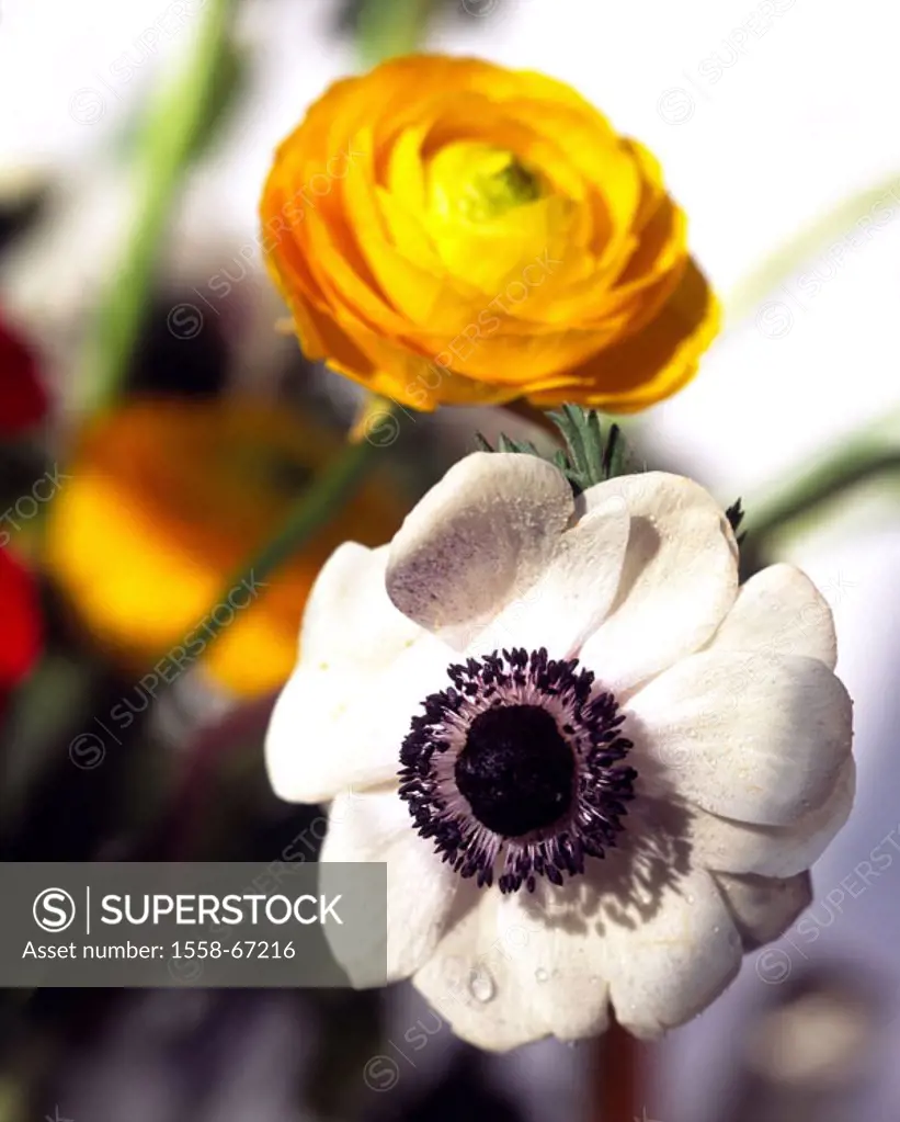 Flower bouquet, anemones, Ranunkeln, Blooms, yellow, white,  Plants, flowers, in the spring flowers, crowfoot plants, Ranunculaceae, anemone, Anemone ...