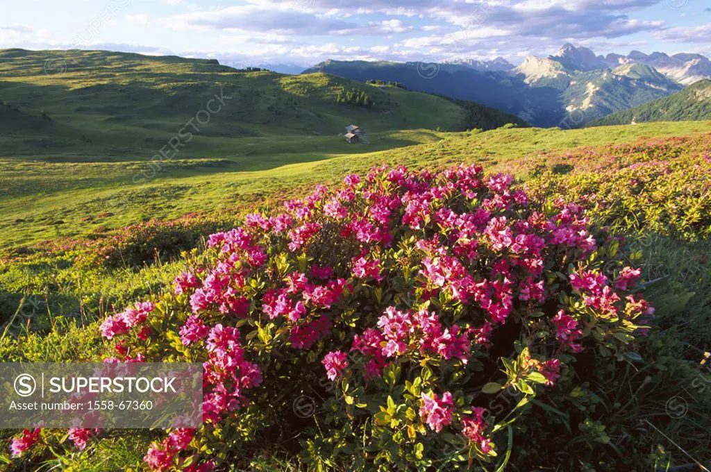 Italy, Dolomites, Bergwiese,  Dwarf rosebays, rhododendron hirsutum  South Tyrol, close to Seiser Alm, meadow, flowers alpine flowers horizon wideness...