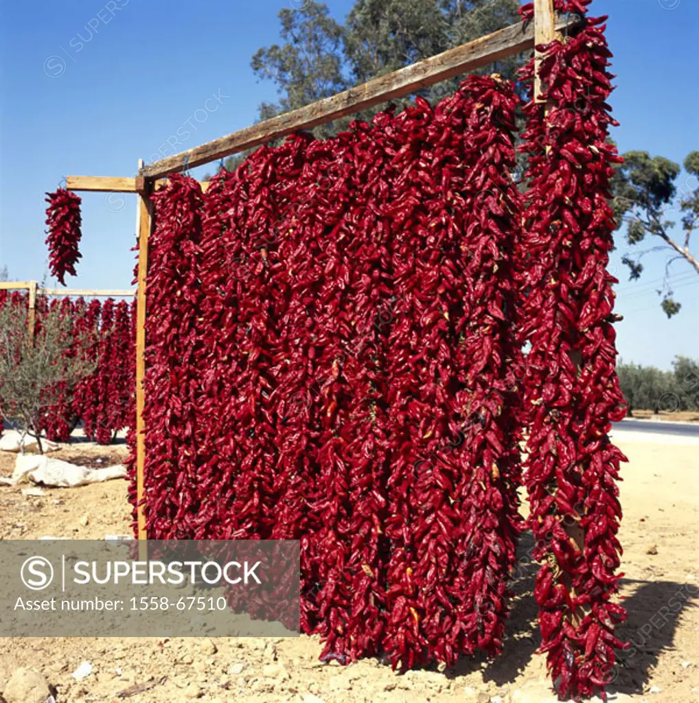 Tunisia, Kairouan, Holzgestell, red pepper, air desiccation,  Africa, chili, chili pods, pepper pods, pods, hang, hang up, desiccation, vegetables, se...