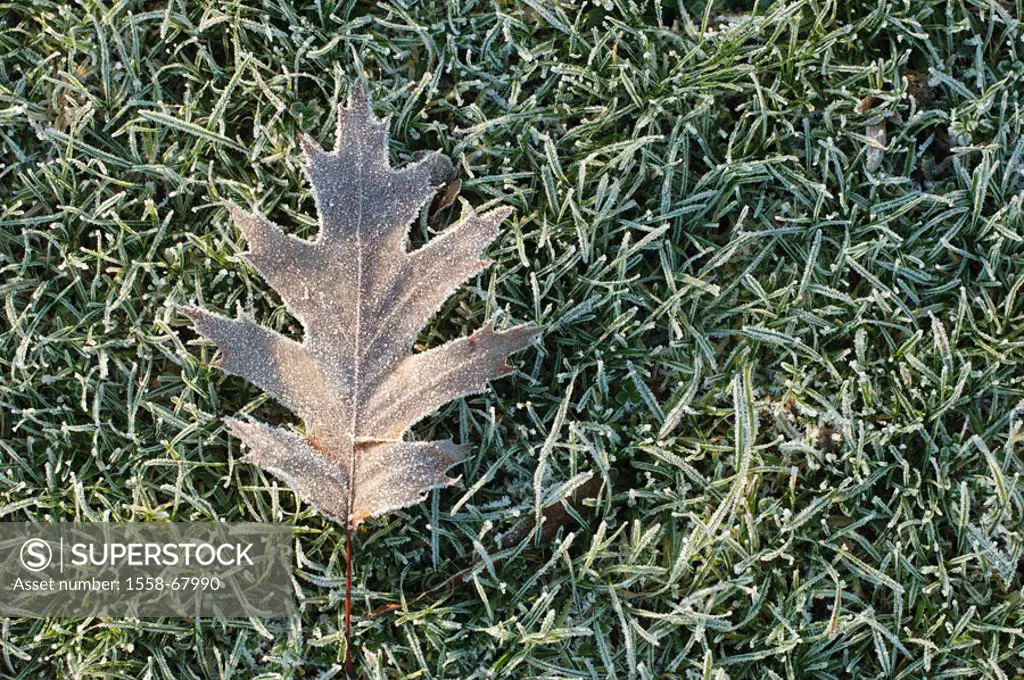 Meadow, maple leaf, frost, ware freezing   Grass, foliage, maple foliage, leaf, individually, ring, concept, cold, icy, ground frost, season, late aut...