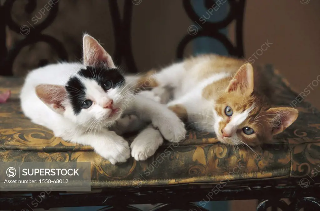 Chair, cats, young, lie, observing, aware  Animals, mammals, pets, house cats, two, young, kittens, siblings, pussy, peacefully, lovingly, together, t...