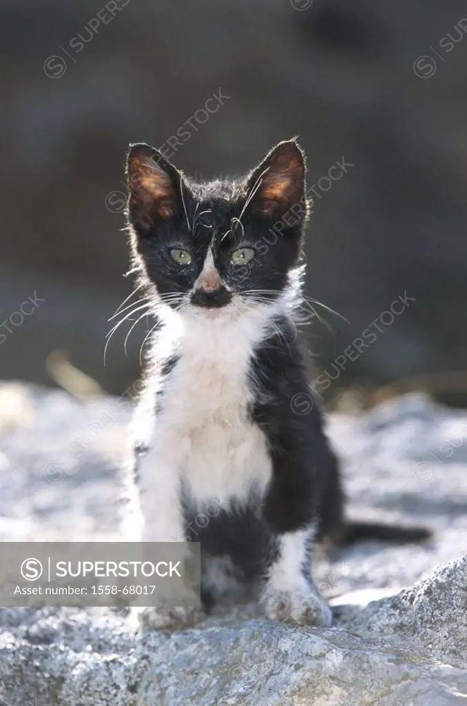 Cat, young, black-and-white,  abandoned, descended,  sick Animals, mammals, pet, house cat, young, kittens, free-living, neglected, sit,  hungrily, ca...