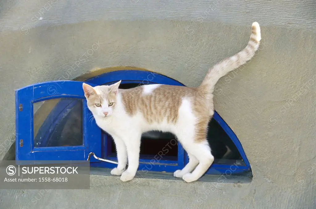 House, detail, cellar windows, cat, red-know  Egypt, house facade, windows blue, bow windows, entrance, exit, animals, mammals, pet, house cat, observ...