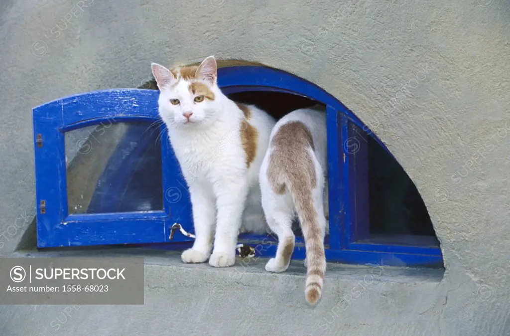 House, detail, cellar windows, cats, red-know  Egypt, house facade, windows blue, bow windows, entrance, exit, animals, mammals, pets, two, house cats...