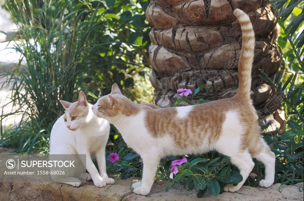 Garden, cats, red-white, sniffs   Animals, mammals, pets, house cats, two, tomcats, Kätzin, free-living, behavior, smell, sense of smell, sniffs, reco...