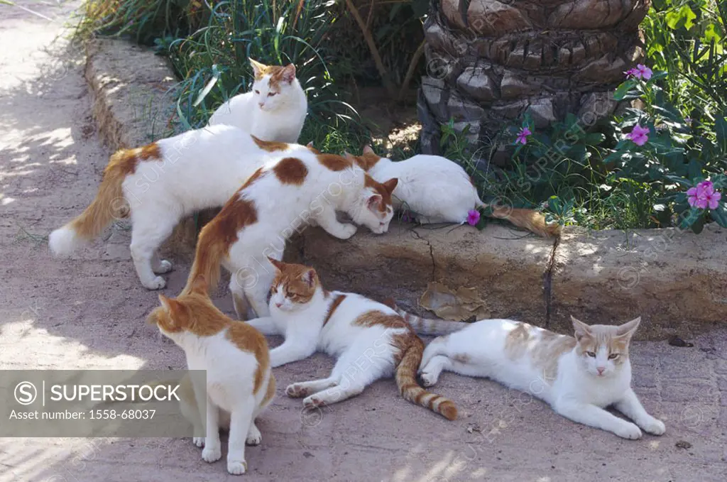 Garden, wayside, cats, red-white   Animals, mammals, pets, house cats, seven, free-living, same color, lie, sitting, peacefully, observing, alertly, s...