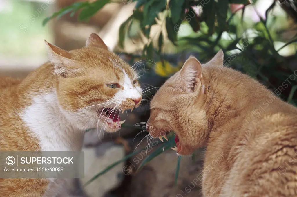 Cats, aggressively, threatens, screams,  opposite, profile  Animals, mammals, pets, house cats, two, tomcats, free-living, belligerently, emotion, wil...