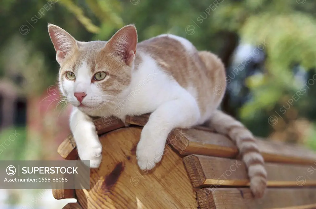 Wood bank, cat, red-white, lie,  lurks  Garden, bank, back rest, animals, mammals, pet, house cat, free-living, interesting, alertly, observing, outsi...