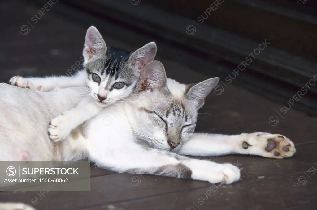 Cats, Kätzin, young, snuggles up, sleeping  Animals, mammals, pets, house cats, two, half-breeds, Siam cat half-breed, cat mother, females, kittens, y...