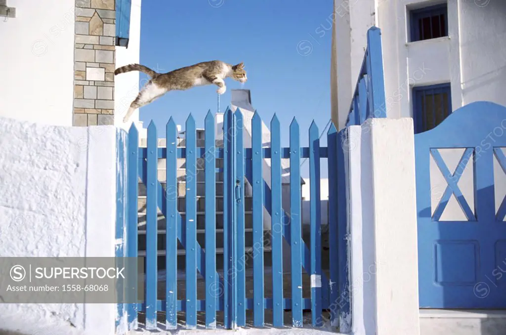 Garden wall, cat, know-striped,  Jump, garden door, side view  Greece, Santorin, houses know-blue, fence, animals, mammals, pet, house cat, free-livin...