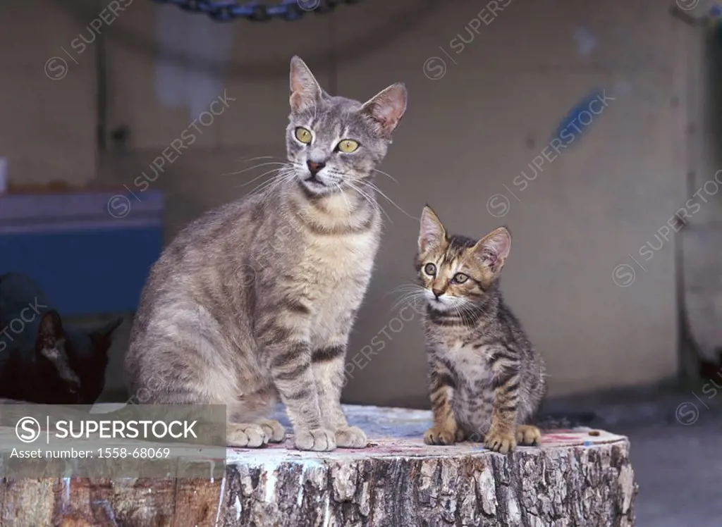 Cats, Kätzin, young, sitting   Animals, mammals, pets, house cats, two, cat mother, dam, females, kittens, young, together, observing, alertly, intere...