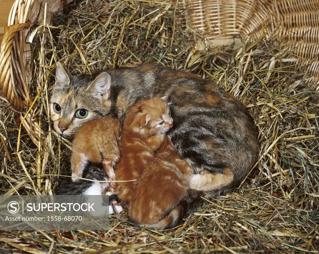 Hay, cats, Kätzin, young, suckles   Basket, animals, mammals, pets, house cats, five, lie, cat mother, females, cat babies kittens pussy, drinks, toge...