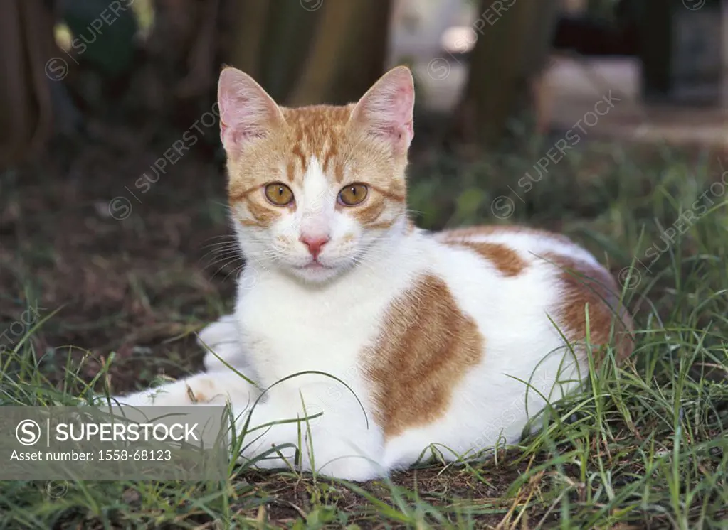 Meadow, cats, red-white, lie   Garden, animals, mammals, pet, house cat, resting, observing, interesting, alertly, gaze camera, silence place, outside...
