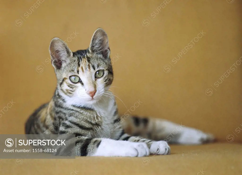 Couch, cat, know-striped, lie   Animals, mammals, pet, house cat, young, schildpatt-tabby, resting, observing, interesting, alertly, gaze camera, sile...
