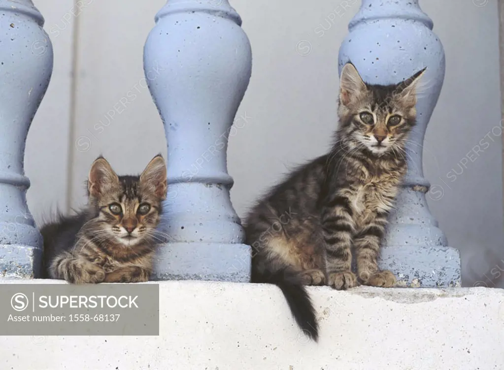 Balustrade, cats, half long hair, Young  Animals, mammals, pets, house cats, two, young, kittens, siblings, striped, lie, sitting, peacefully, observi...
