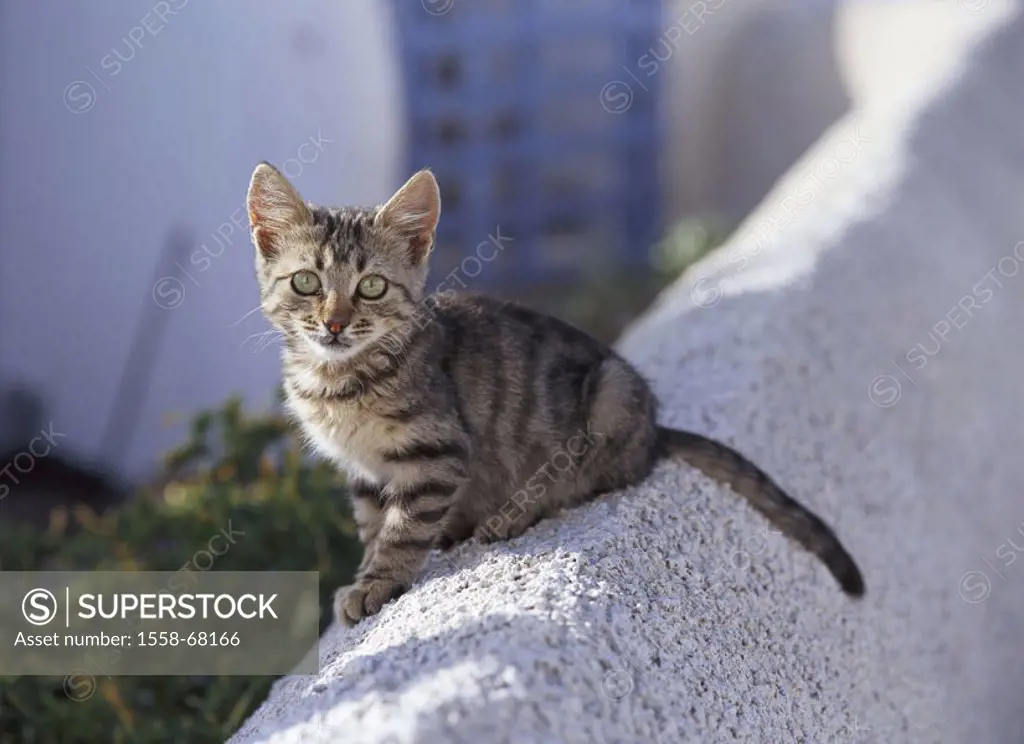Wall, cat, young, brown-striped   Animals, mammals, pet, house cat, young, kittens, free-living, sitting gaze camera, outside, summer concept Freigäng...