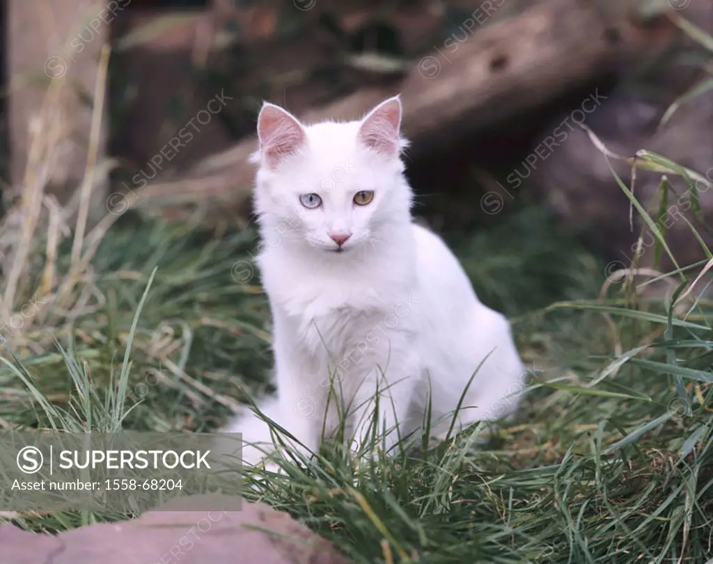 Garden, cat, young, Turkish Angora, white, eyes pussy  Meadow, animals, mammals, pets, long hair cat, half long hair, race cat, young, cat eyes, nobly...