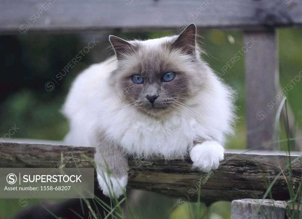 Meadow, fence, Birmakatze   Fence, animals, mammals, pets, race cat, long hair cat, cat, ´saint Burma´, Blue-Point, eye color blue, nobly, sitting, ob...
