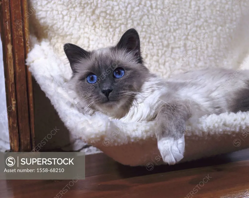 Cat hammock, Birmakatze, Portrait  Cat couch, animals, mammals, pets, race cat, long hair cat, cat, ´saint Burma´, Blue-Point, eye color blue, nobly, ...