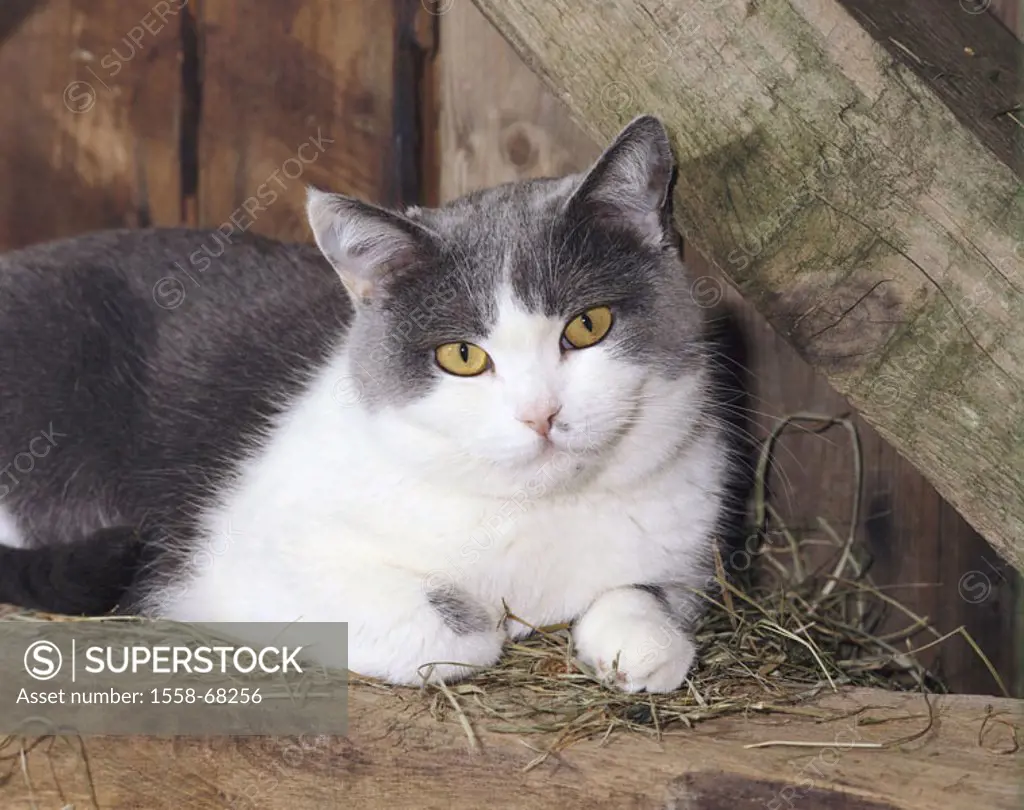 Barn, wood beams, cat, gray-white, lie, portrait  Stall, beams, hay, animals, mammals, pets, cat, house cat, silence place, resting interested, gaze c...