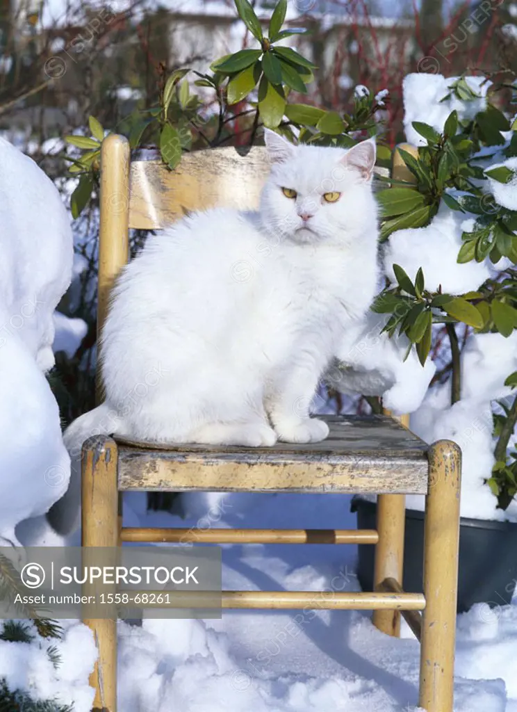 Garden, chair, cat, white, sitting, Winters  Animals, mammals, pet, house cat, European short hair, free-living, observing, alertly, strictly, serious...