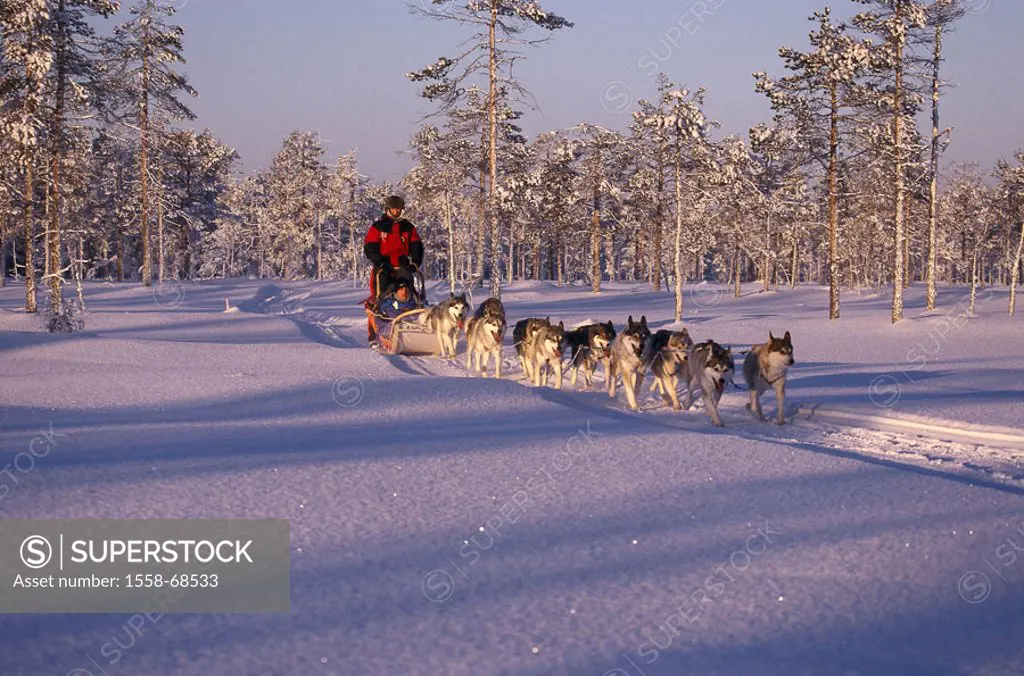 Sweden, dog sleighs, huskies   Europe, Scandinavia, Hamra, Dalarna, Siberian dogs, sleigh dogs, sleighs, pulls, snow, sport, dog sport, races, match, ...