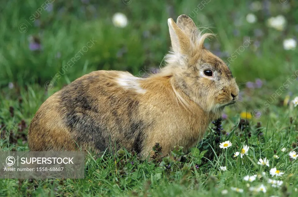 Meadow, dwarf rabbits, on the side   Animal, mammal, hare animal, rabbits, hare, fur color, brown, neutral, animal husbandry appropriate to the specie...