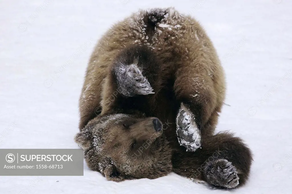 Brown bear, Ursus arctos, playing,  Snow  Series, animal, wild animal, mammal, carnivore, bear, fur, brown, playfully, playful, fallen, ´somersault´, ...