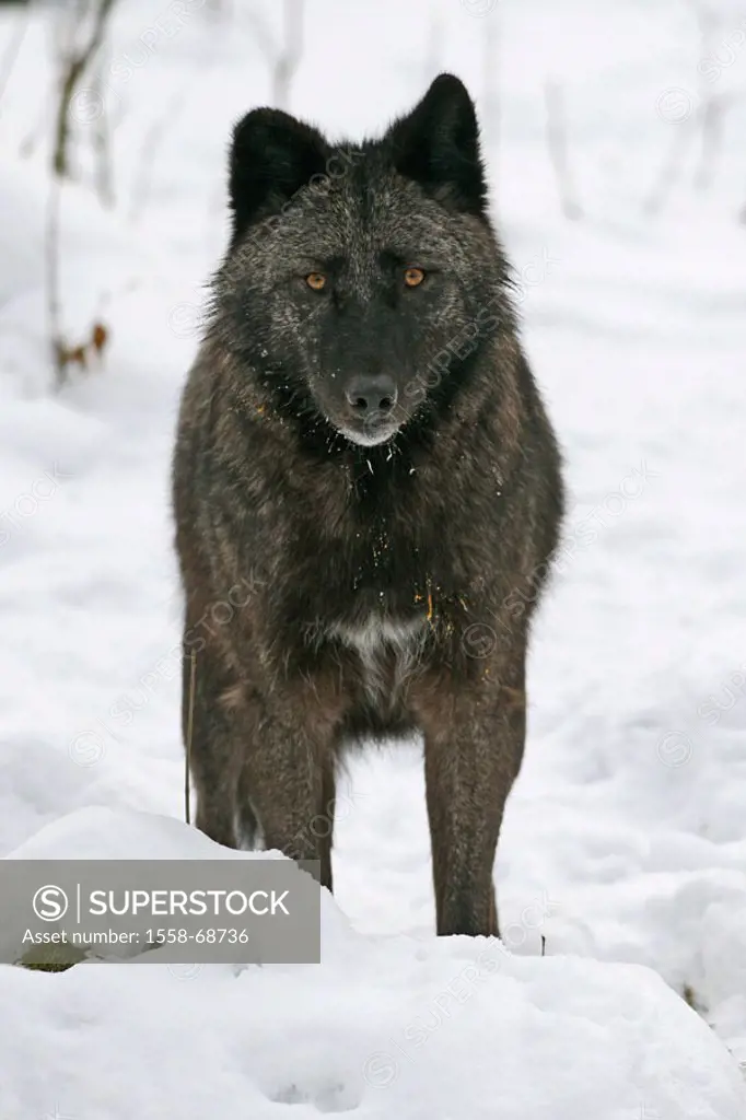 Snow, wolf, Canis lupus   Nature, animal, mammal, wild animal, carnivore, wild dog, Canidae, Timberwolf, gaze camera, whole bodies, habitat, captivity...