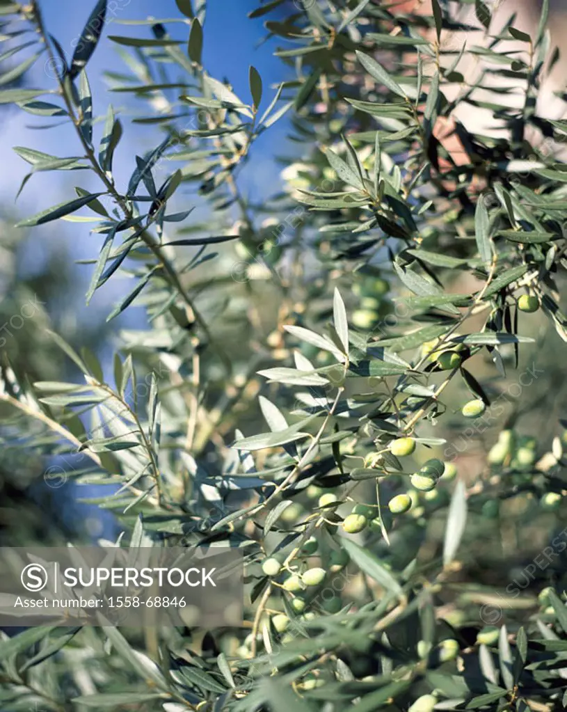 Olive tree, branch, olives, green,   Economy, agriculture, olive cultivation, nature, vegetation, botany, cultivation, useful plant, plant, tree, oliv...