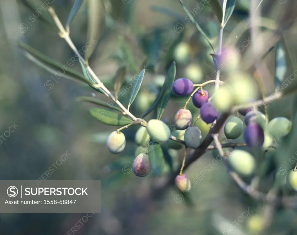 Olive tree, branch, olives   Economy, agriculture, olive cultivation, nature, vegetation, botany, cultivation, useful plant, plant, tree, olive tree, ...