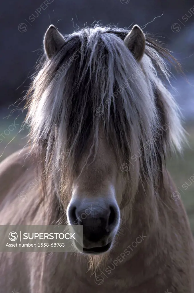Fjord horse, portrait,    Animal, mammal, Un, solipeds, Equidae, race horse, horse, race, horse race, house horse, Fjording, fjord pony, Norwegians