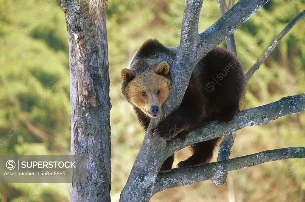 Forest, tree, brown bear, Ursus arctos, Vigilance Wild animal of the year 2005 Wildlife, wildlife, wilderness, animal, wild animal, mammal, Carnivore,...