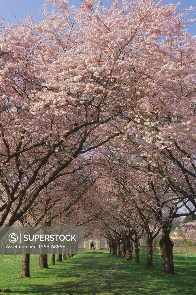 Park, Zierkirschen-Allee, Spring  Park, plants, avenue, trees, cherry trees, Prunus, ornament cherries, cherry bloom, Kischblüten, prime, blooms,  Nat...
