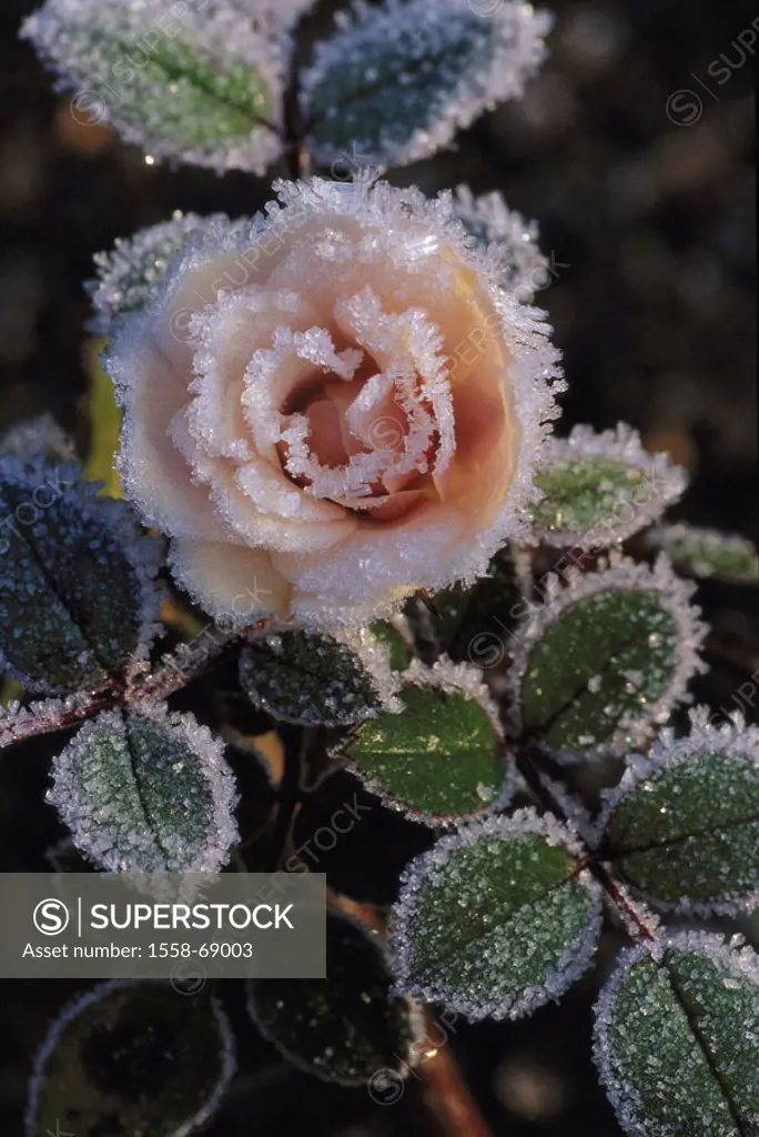 Flower bed, rose bloom, hoarfrost   Plant, flower, rose, bloom, ring, ice crystals, icy, freezes over, frostily, cold, season, autumn, nature, nature ...