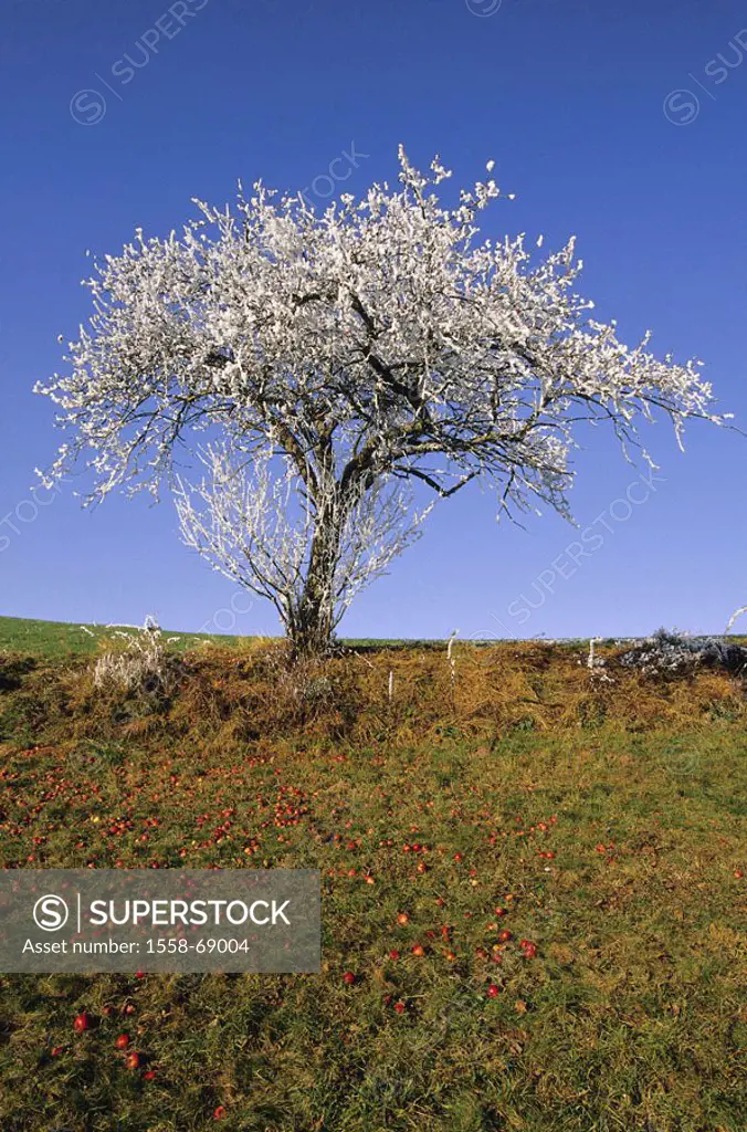 Meadow, apple tree, hoarfrost, autumn,   Landscape, tree, fruit tree, windfall, apples, ring, ice crystals, icy, freezes over, frostily, cold season n...