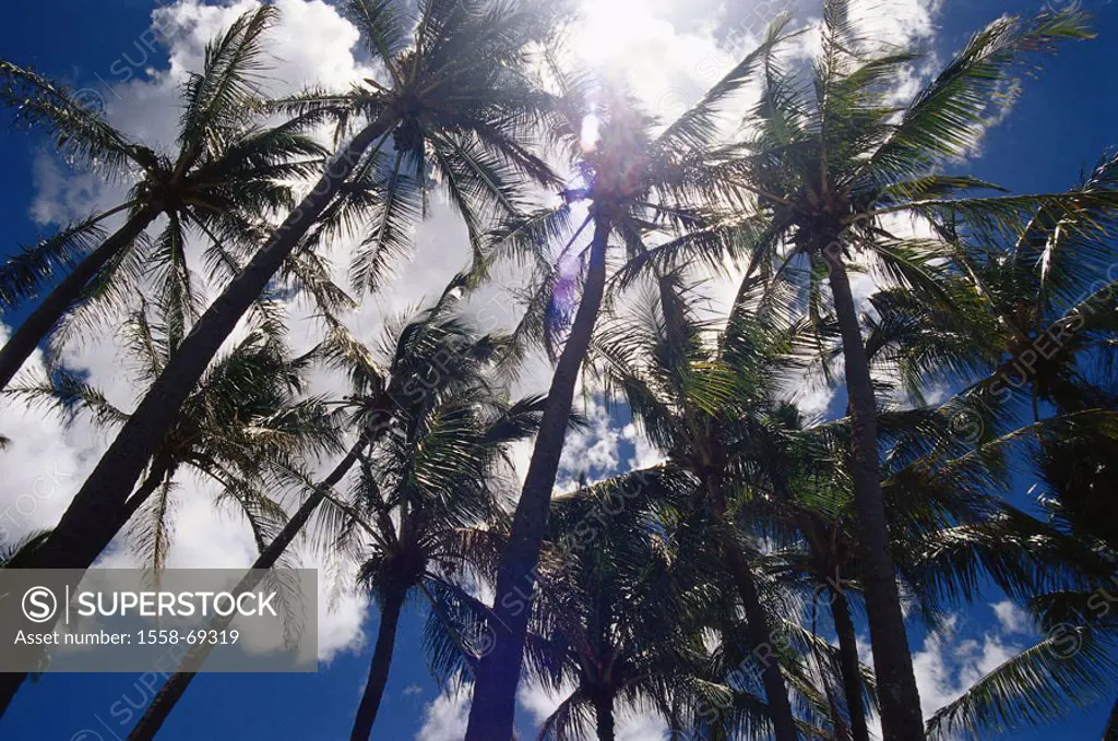 Palms, from below, heaven, clouds,  Back light  USA, Hawaii, island Maui, vegetation, plants, palm roof, sunny, sunshine, sun day, concept, destinatio...