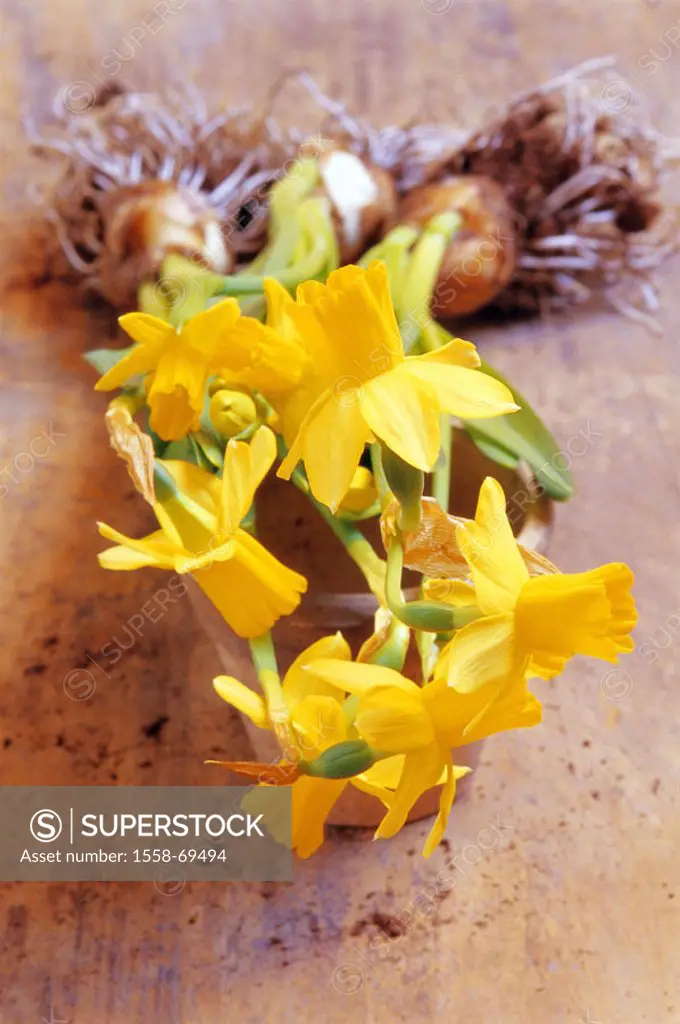 Flowerpot, daffodils, blooms, yellow, plants  Terrakottatopf, plants, flowers, jonquils, Narcissus pseudonarcissus, amaryllis plants, Prime, Frühjahrs...