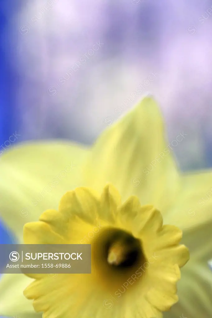 Daffodil, Narcissus pseudonarcissus, Bloom, yellow, truncated  Plant, flower, jonquil, blooms, petals, amaryllis plant, in the spring flower, prime, s...
