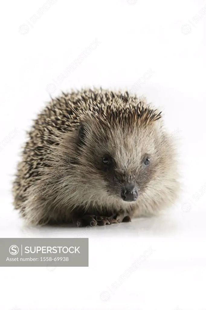 European hedgehog, Erinaceus europaeus,   Animal, mammal, thorn hedgehogs, thorn animal, insectivores, night-actively, concept spiky protection, Schut...