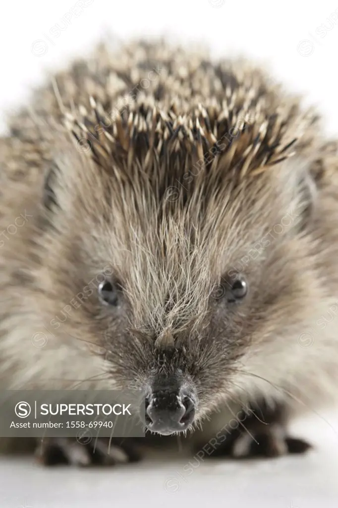 European hedgehog, Erinaceus europaeus, Detail  Animal, mammal, thorn hedgehogs, thorn animal, insectivores, night-actively, concept spiky protection,...