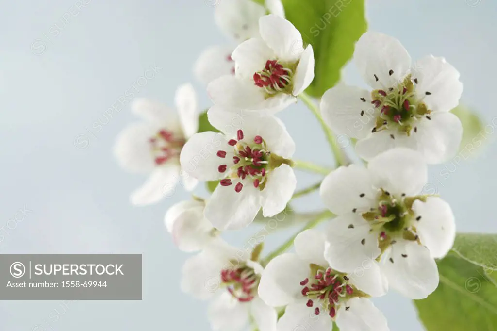 Pear tree, branch, detail, blooms, white   Tree, fruit tree, Pyrus communis, blooms, fruit bloom,  Pear tree blooms, rose plant, nuclear fruit grove, ...