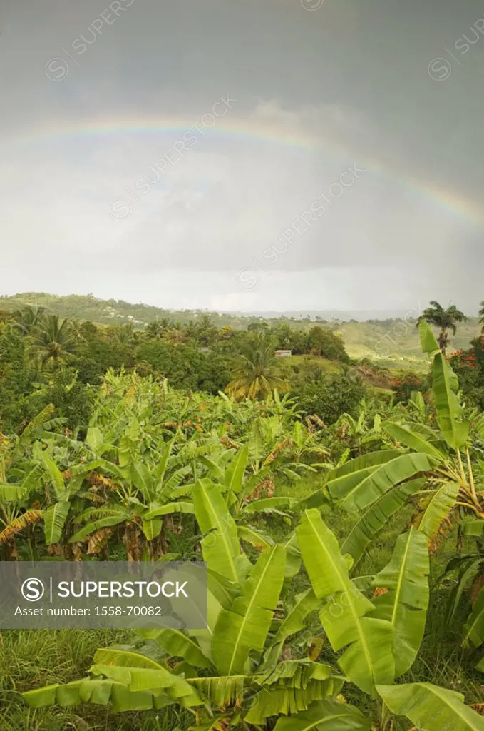 Barbados, landscape, rainbow, vegetation, tropical