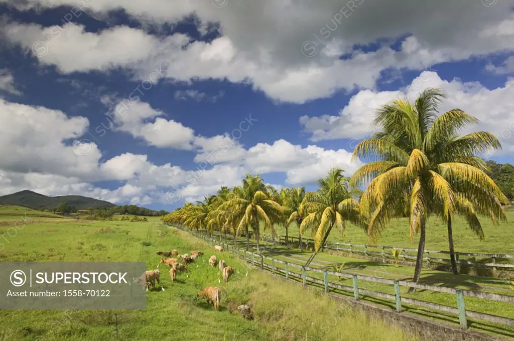 Guadeloupe, country road, Palmenallee