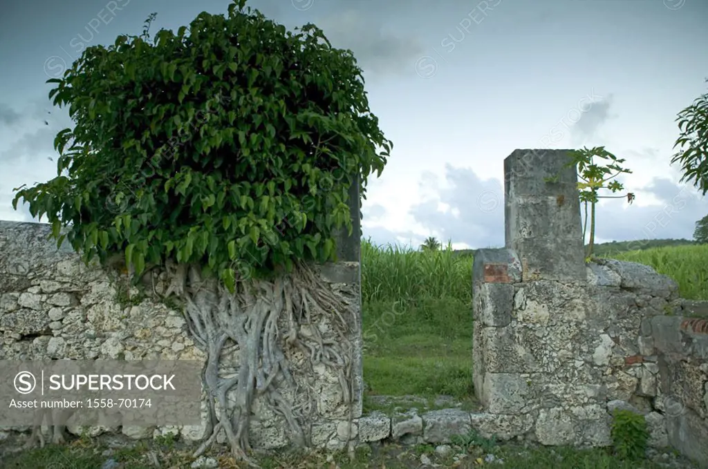 Guadeloupe, Marie Galante Iceland sugarcane plantation wall ruins