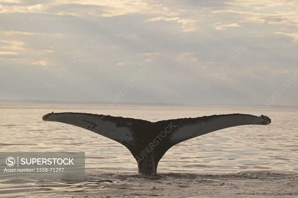 Sea, back whale, Megaptera novaeangliae,  dives, detail, tail fluke,  Dusk Series, North America, Canada, Newfoundland, Viking Trail, Strait of Belle ...