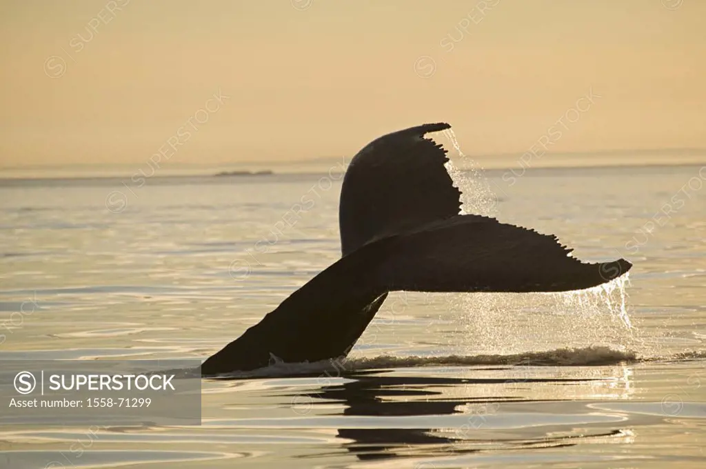 Sea, back whale, Megaptera novaeangliae,  dives, detail, tail fluke,  Dusk Series, North America, Canada, Newfoundland, Viking Trail, Strait of Belle ...